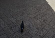 Basilica Meeting Place of the Senate